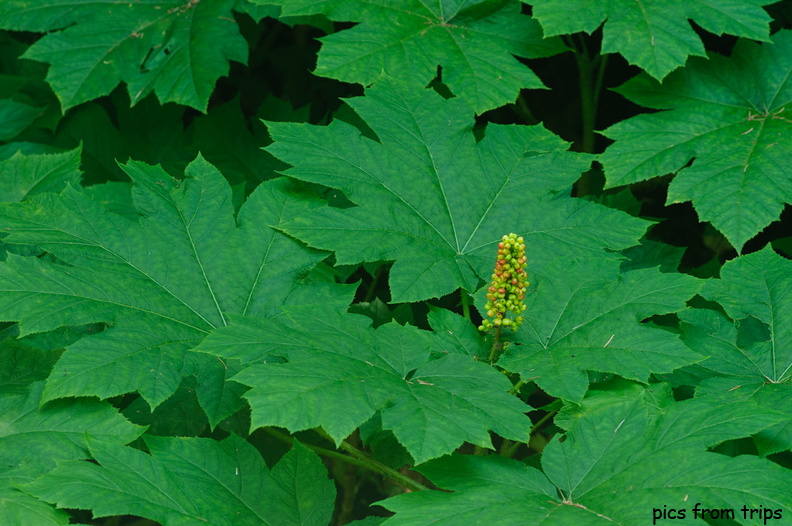 berries in the leaves2011d24c056.jpg